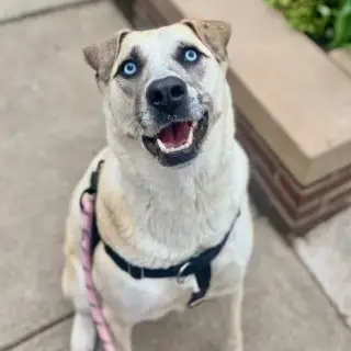 dog with bright blue eyes looks up at camera