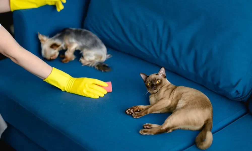 Cat and a dog on a blue couch