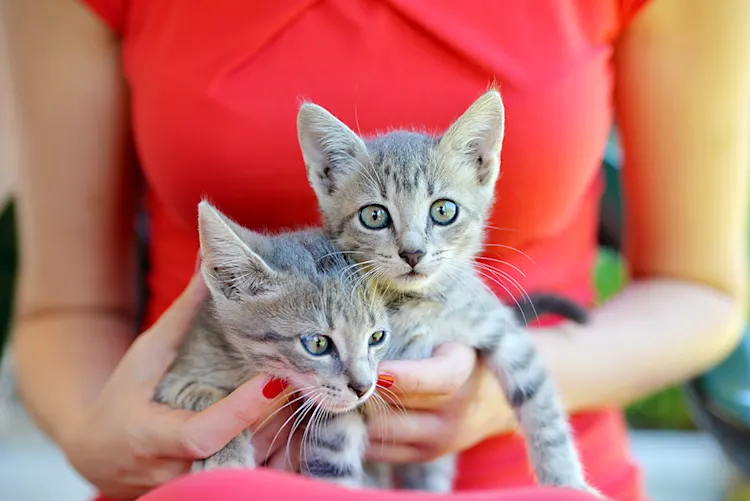 Preventing parasites in pets