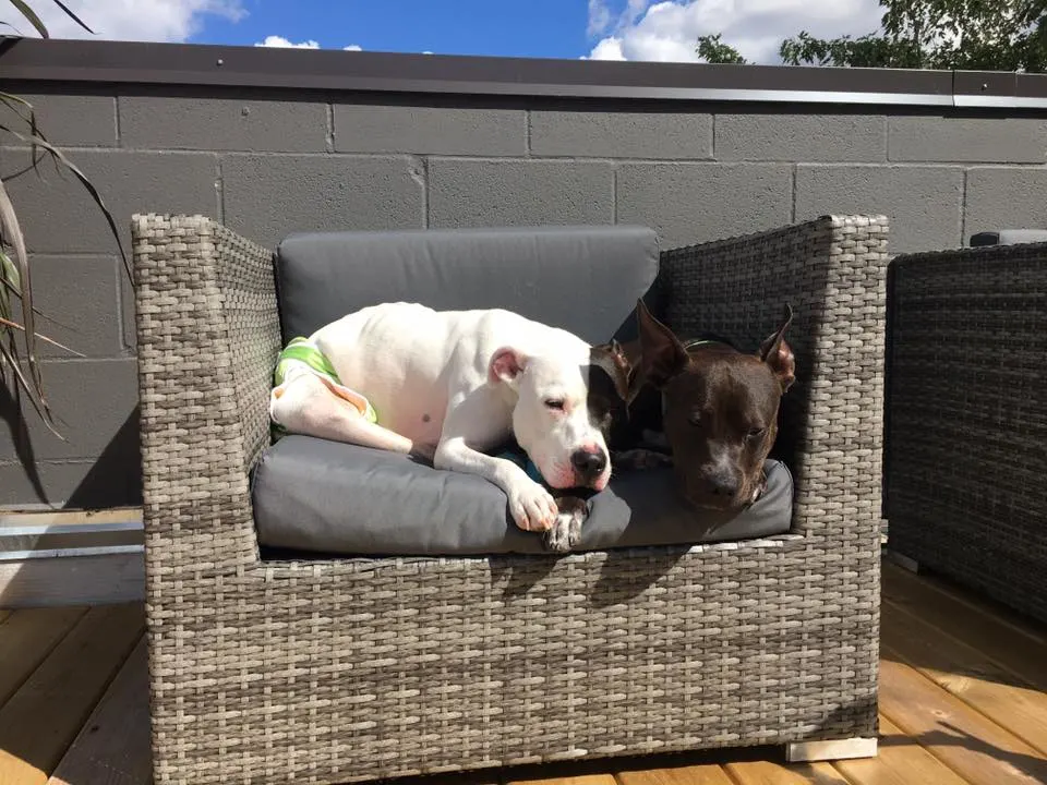 two dogs sit together on patio chair