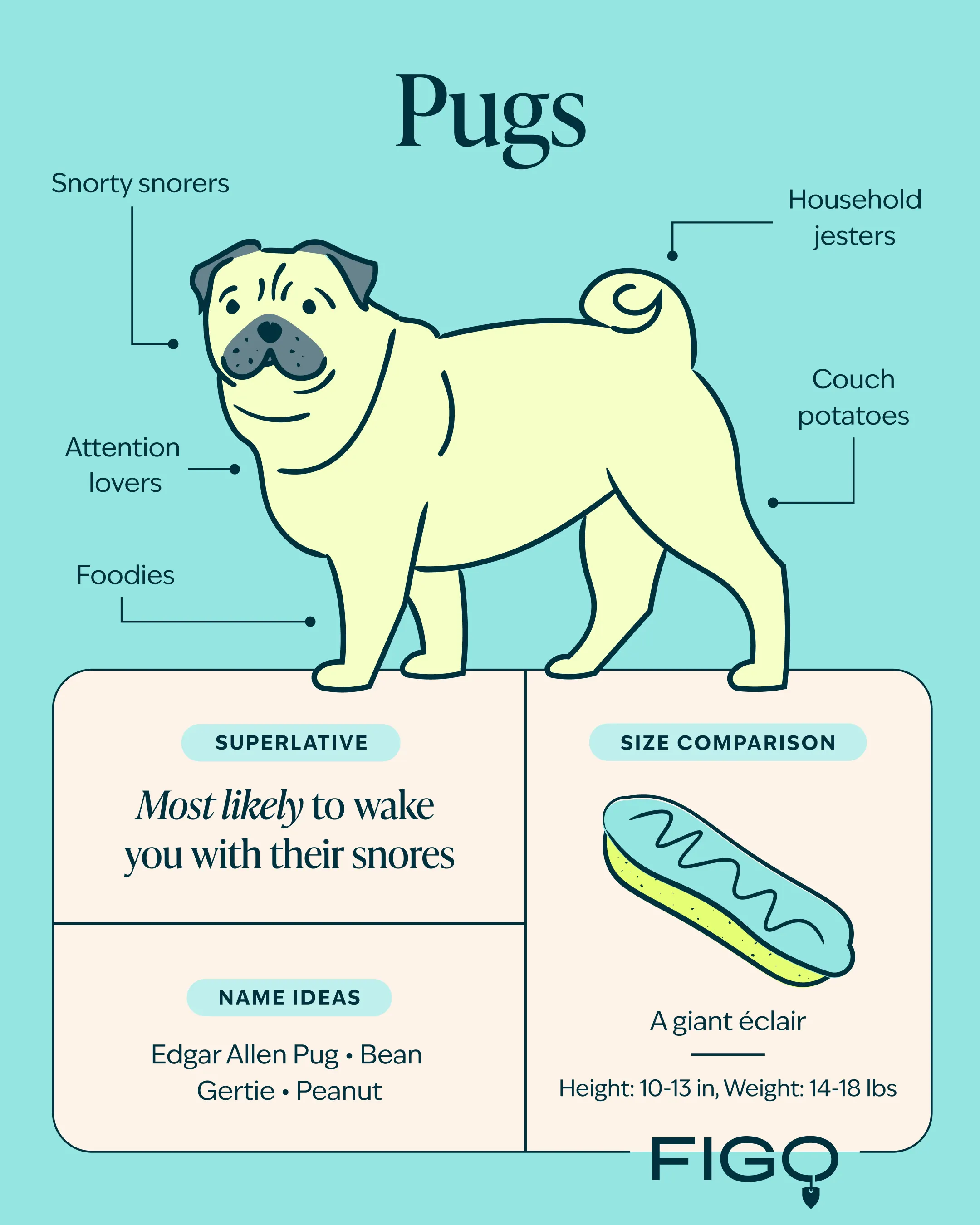 Pug breed guide