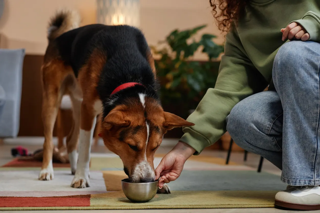 Dog eating out of metal bowl that's held by owner