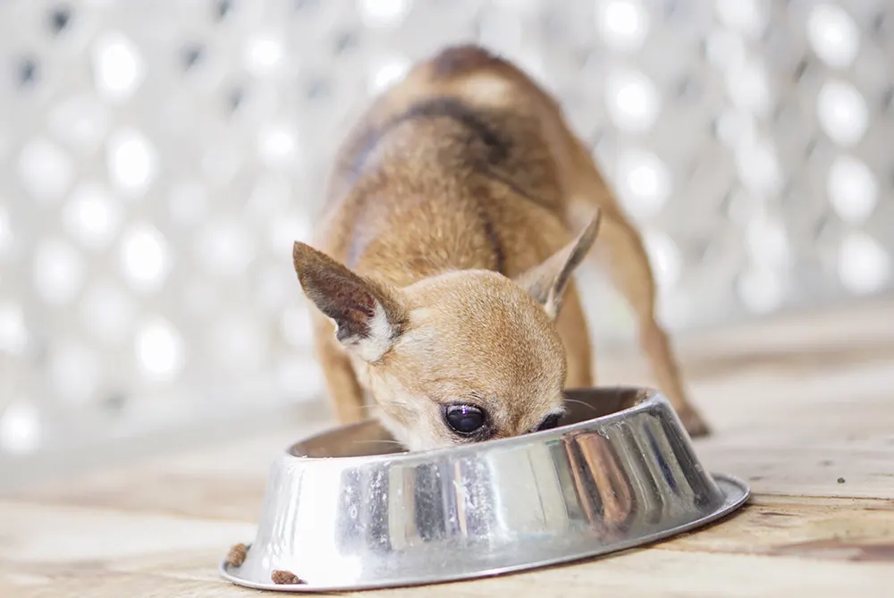 BPA and hormone disruption in pets