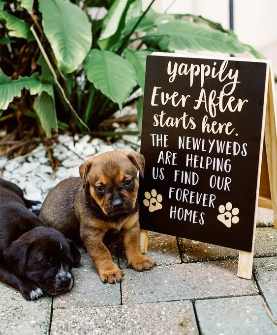 adoptable puppies next to sign at wedding