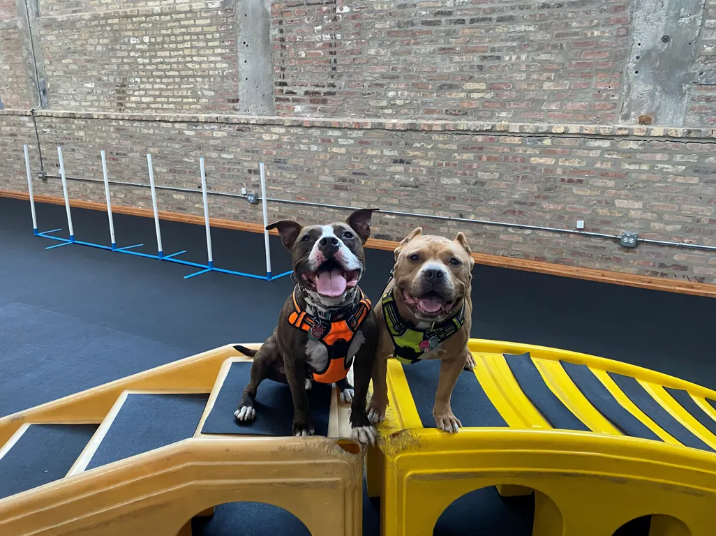 This Indoor Dog Park is a Reactive Dog's Dream