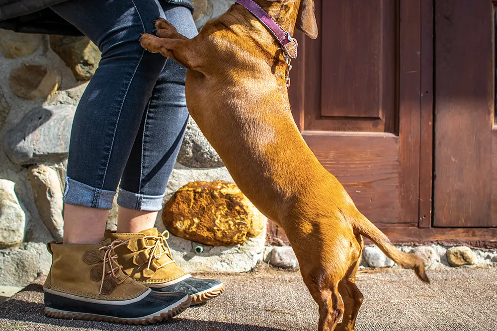 6 common dog behavior problems