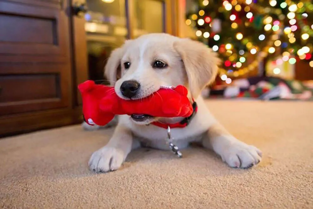 The Do's And Don'ts Of Gifting Pets
