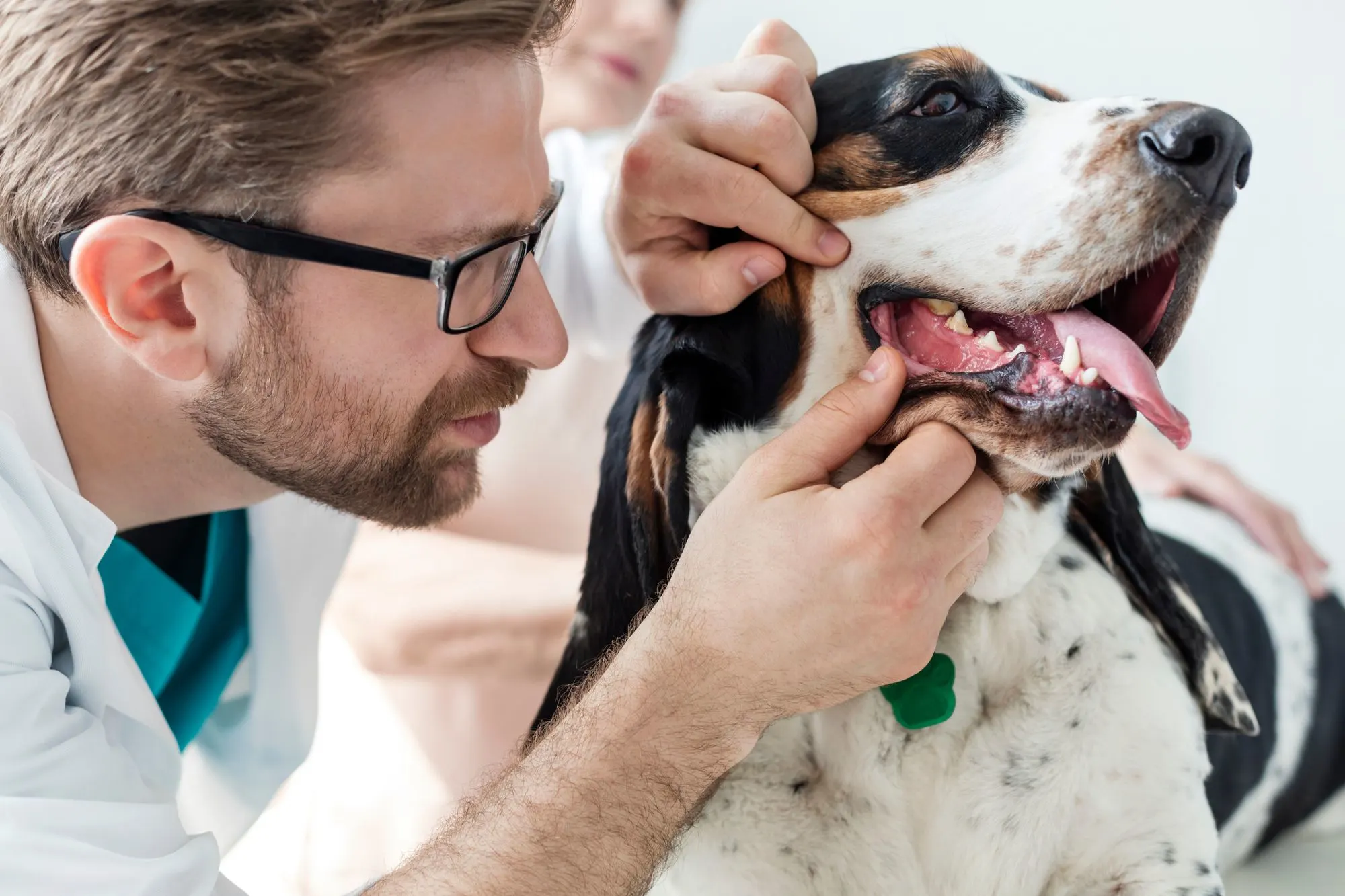 Vet examining dog’s teeth