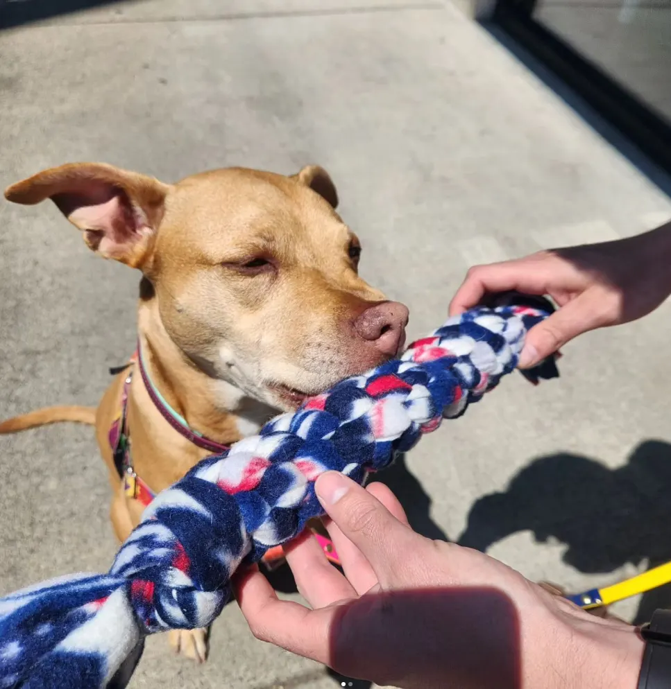 dog playing tug of war with toy