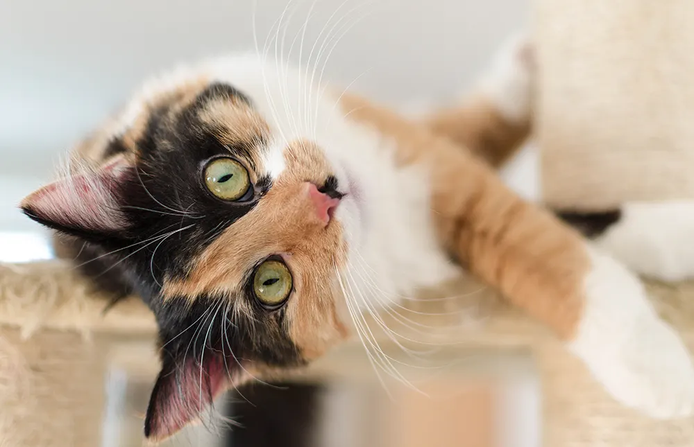 Genetics of calico and tortoiseshell cats