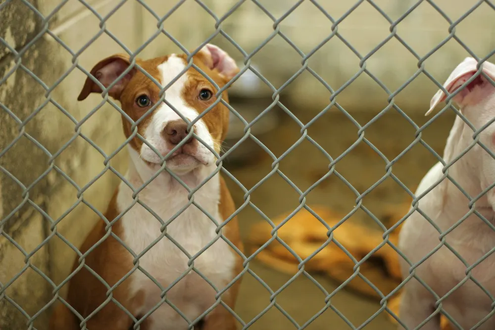 Giving back: Expectations as an animal shelter volunteer