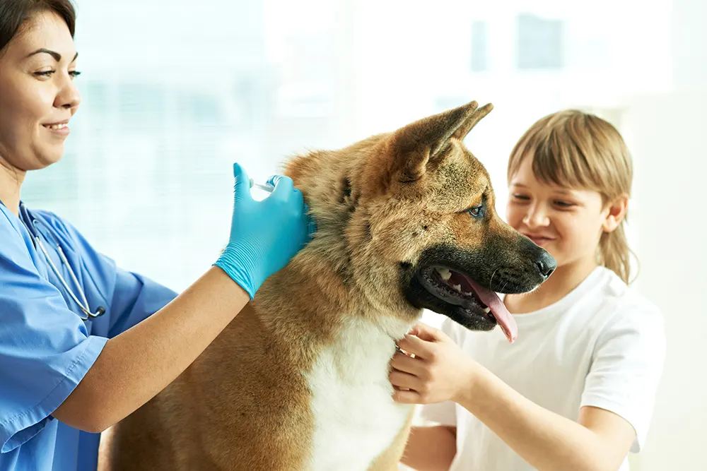 Distemper vaccination protects dog from deadly disease