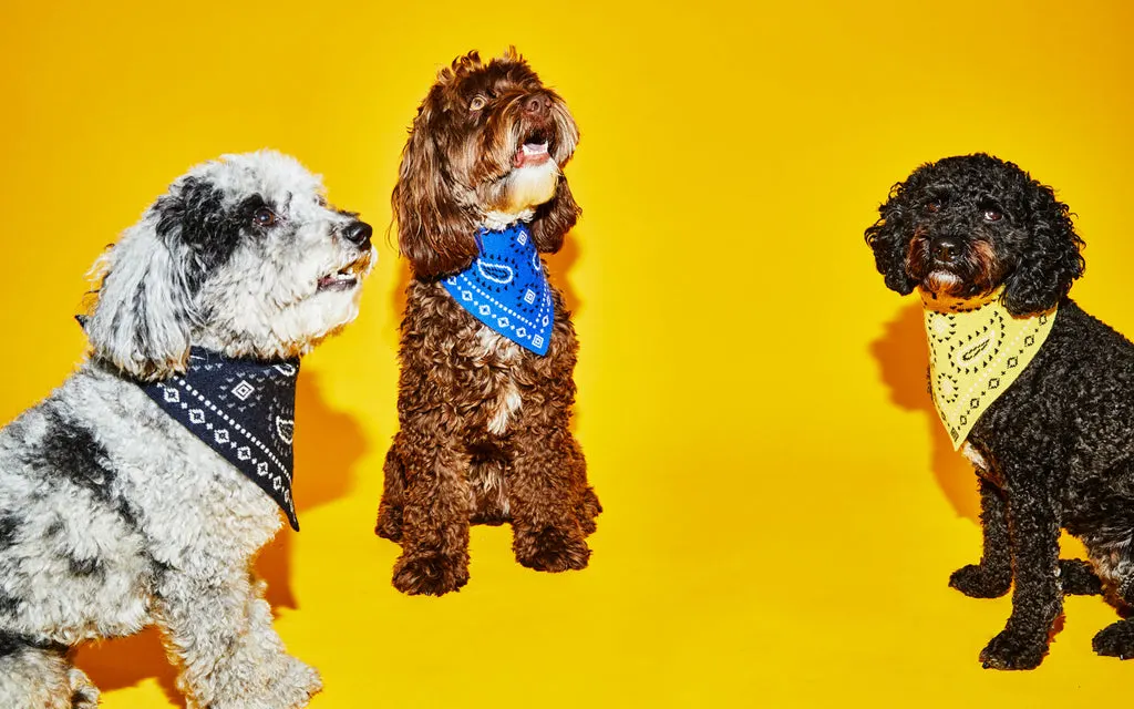 colorful background with three dogs in bright bandanas in front