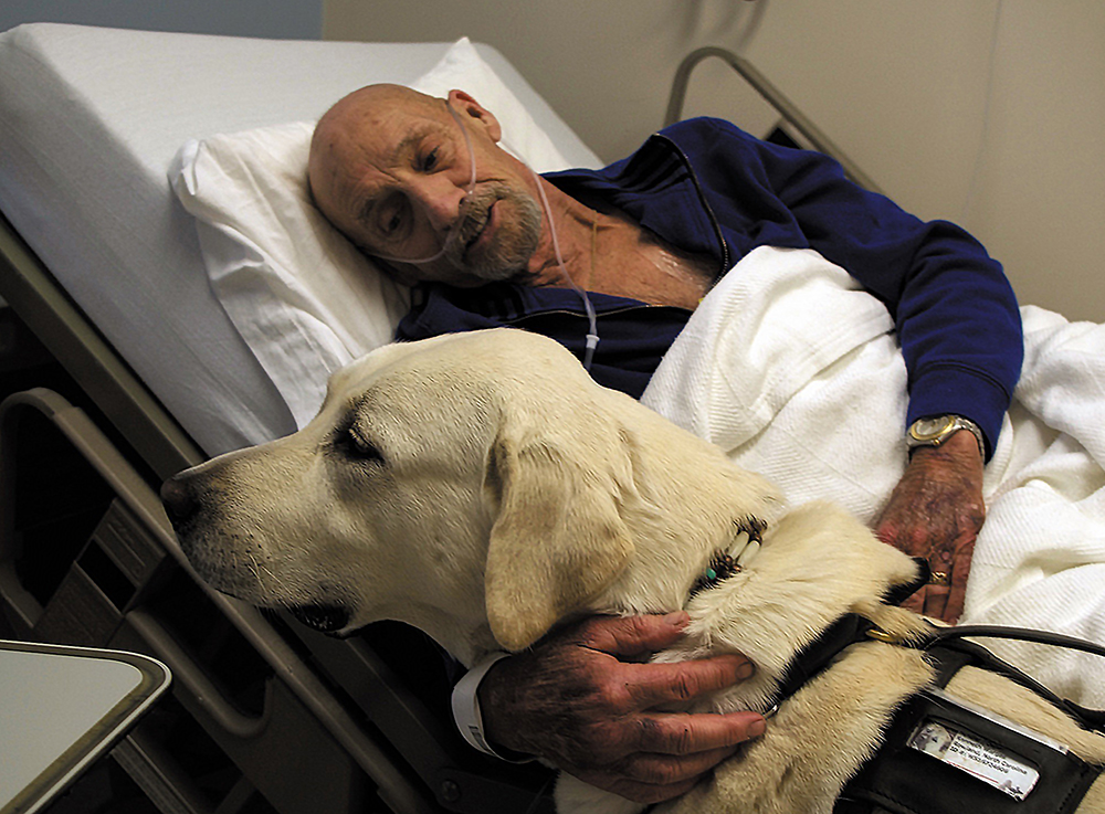 Therapy dogs and their impact on human health