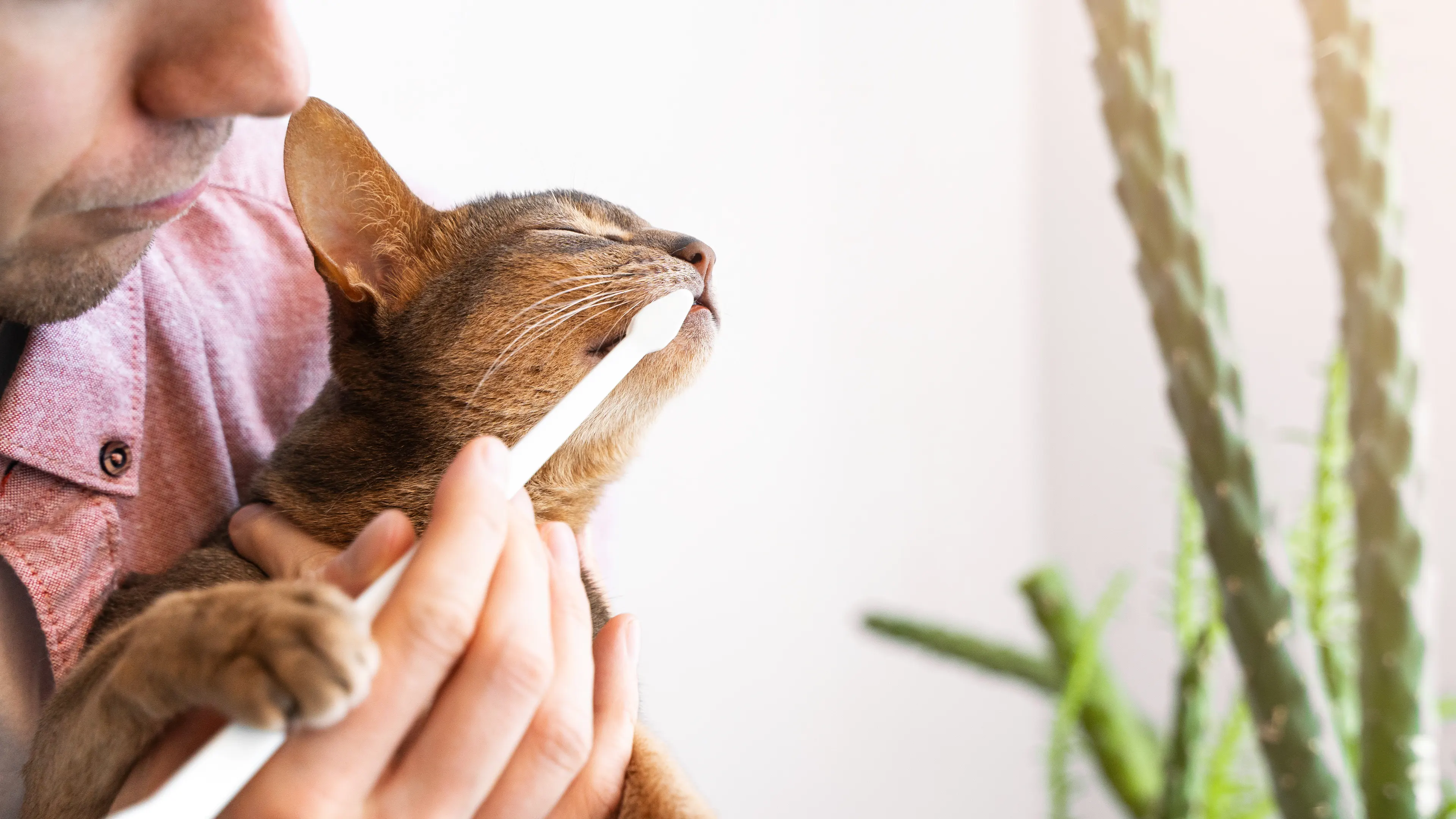 Man brushing cat's teeth