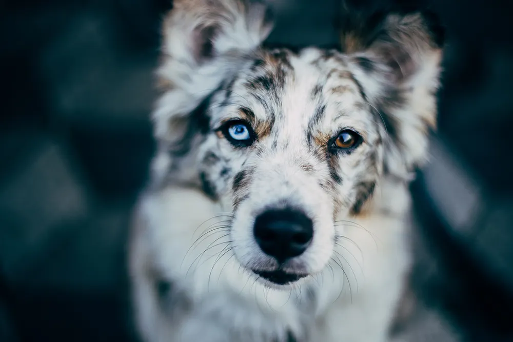 Dog breed profile: Getting to know the Australian Shepherd