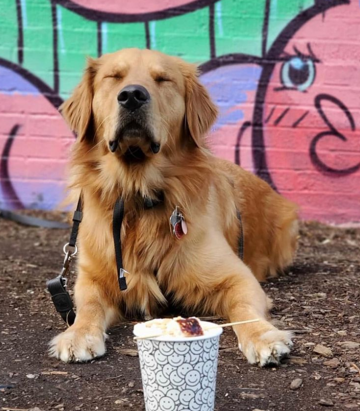 golden retriever sitting outside in front of a coffee cup