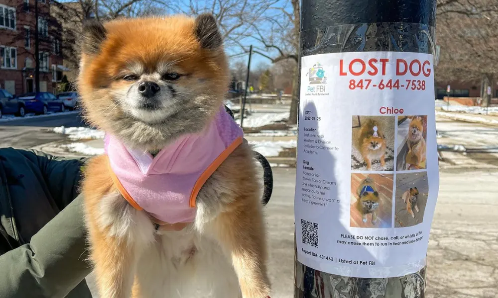 A Pet Parent’s Worst Nightmare: How This Chicago Influencer Found Her Lost Dog