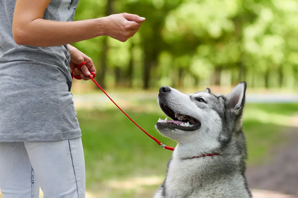 What to expect at doggy training