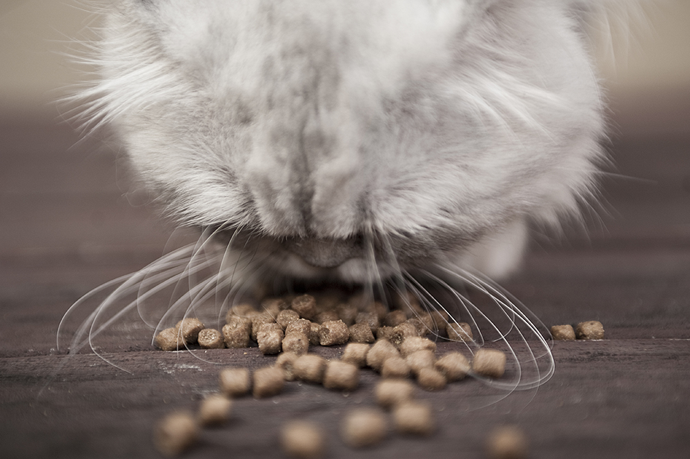 Diet of dry and canned food best for most cats