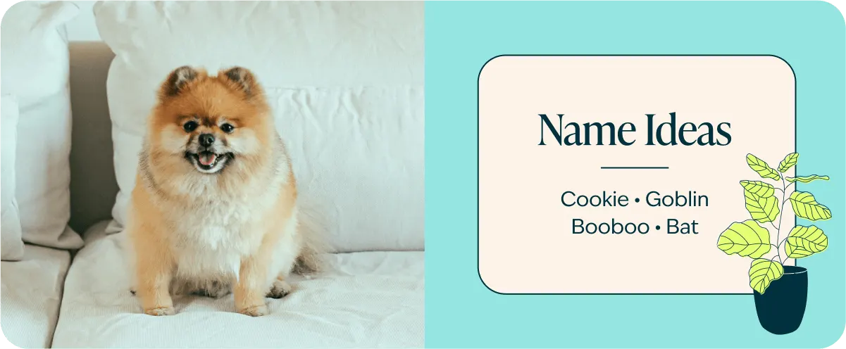 Pomeranian name ideas