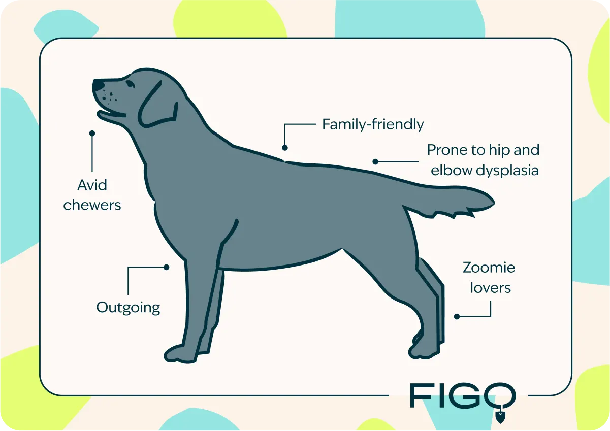 Labrador Retriever Traits graphic