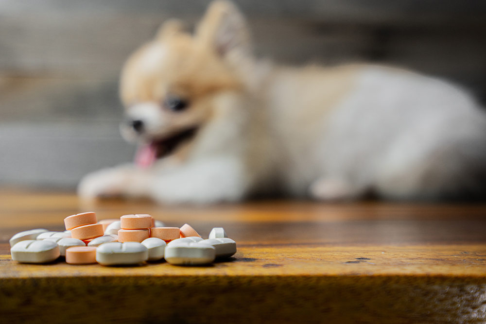 Pet ingestion of antidepressant