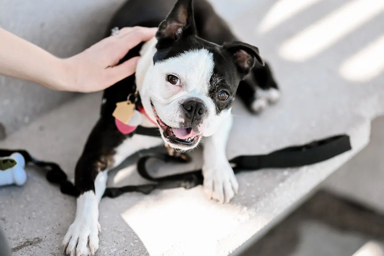 Boston Terrier looking up