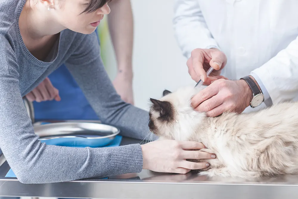 Vaccinate cats to prevent distemper