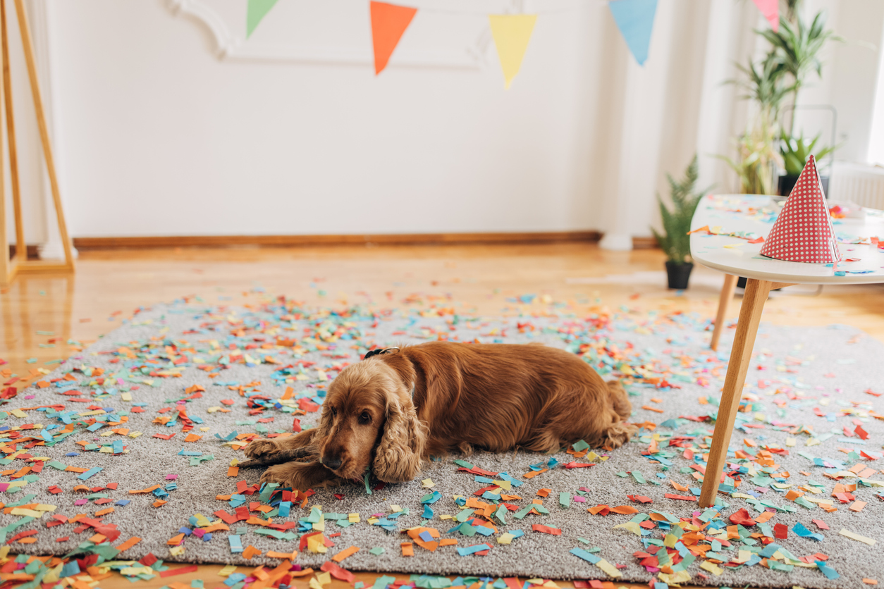 how to keep a dog calm during a party