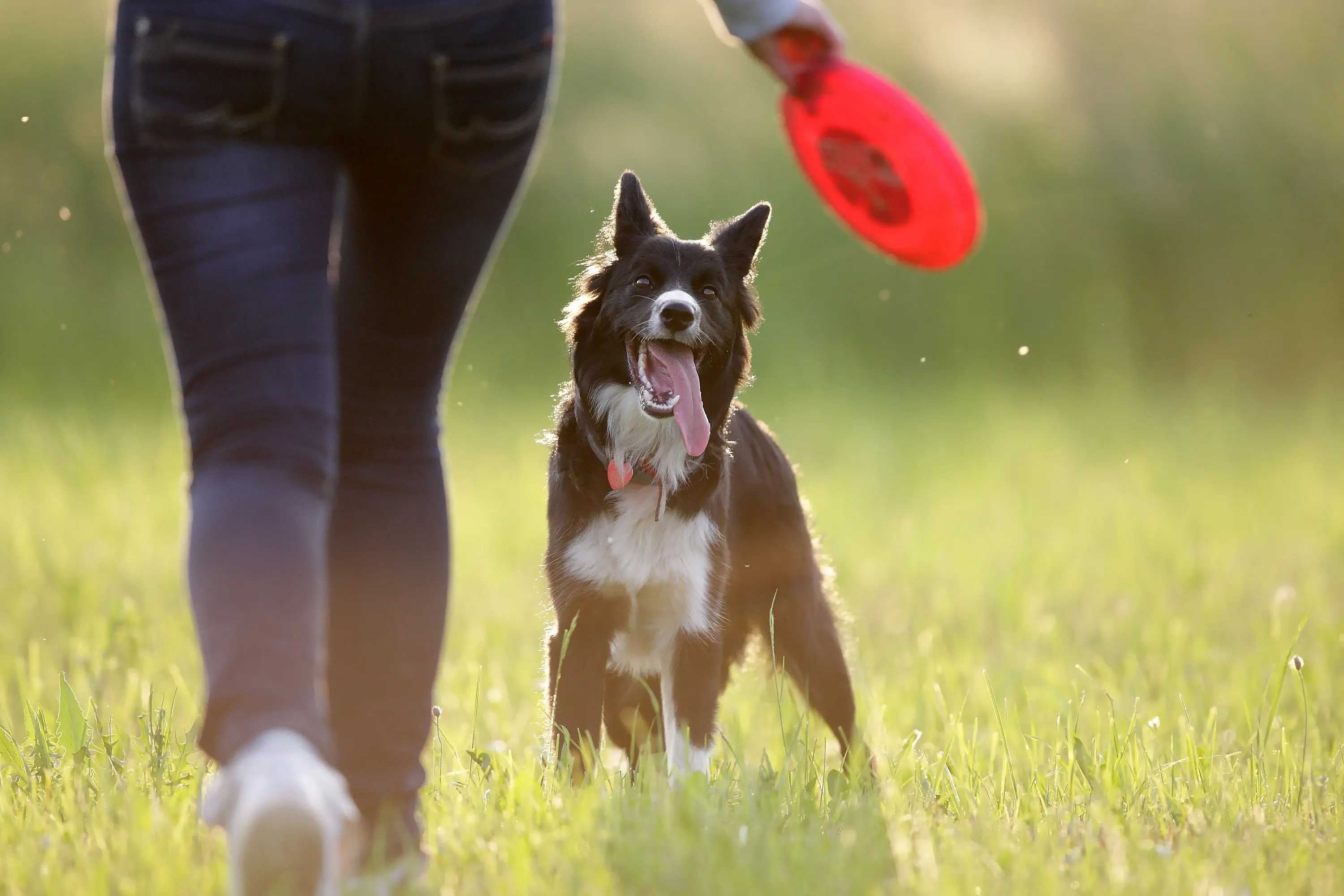 Border collie playing frisbee with owner