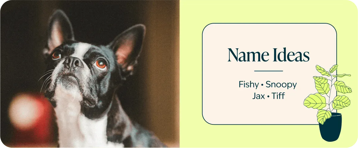 boston terrier name ideas