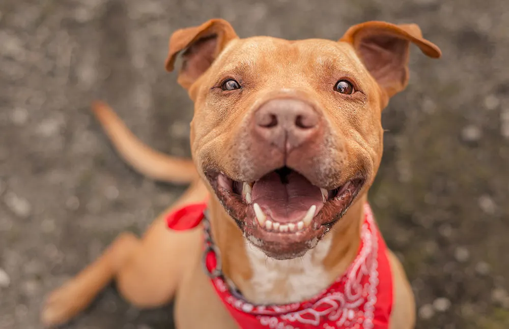 Getting to know the American Pit Bull Terrier