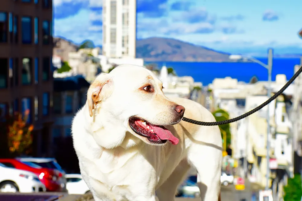5 California sites to visit with your dog