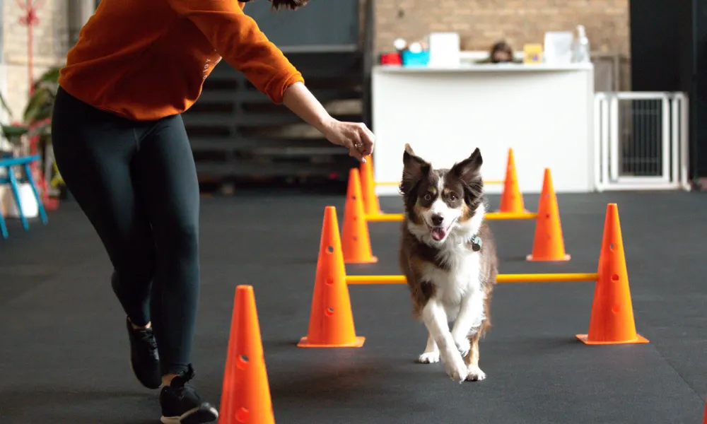 This Indoor Dog Park is a Reactive Dog's Dream