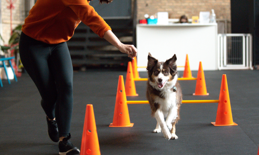 This Indoor Dog Park is a Reactive Dog's Dream