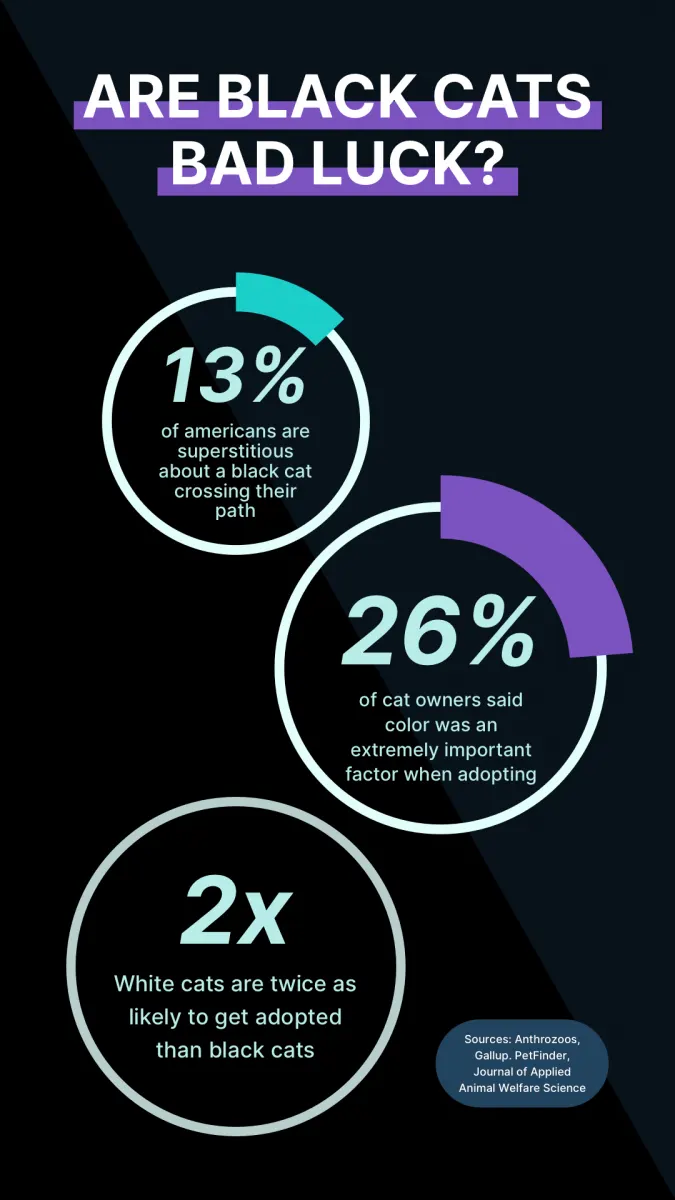 black cat adoption stats