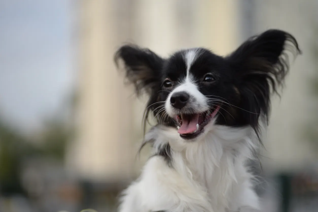 papillon-dog-outside