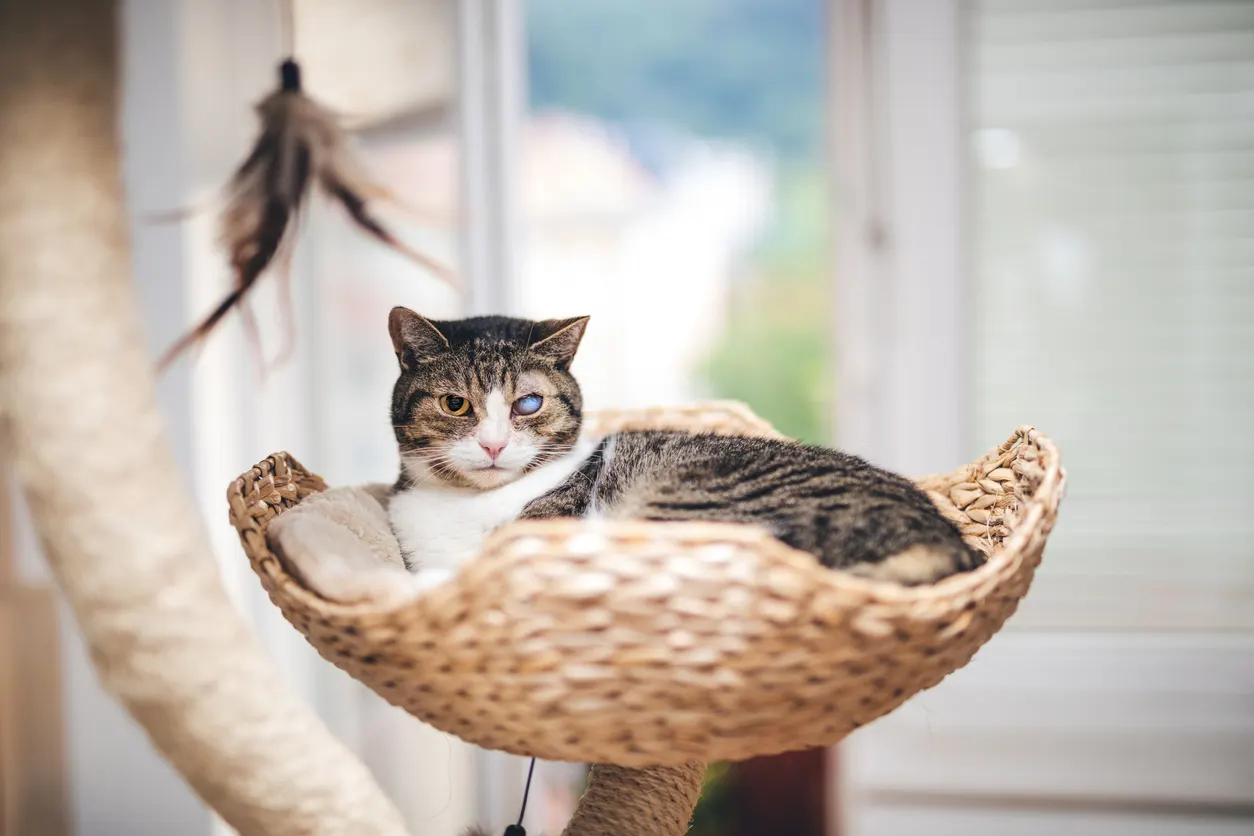 cat in basket