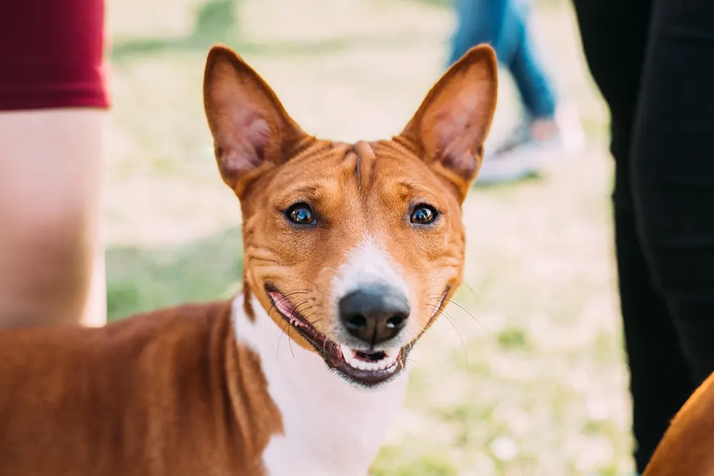 Getting to know the Basenji