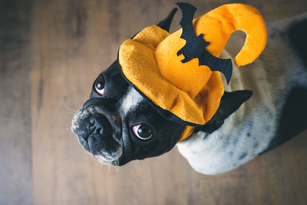 DIY Halloween fun for dogs