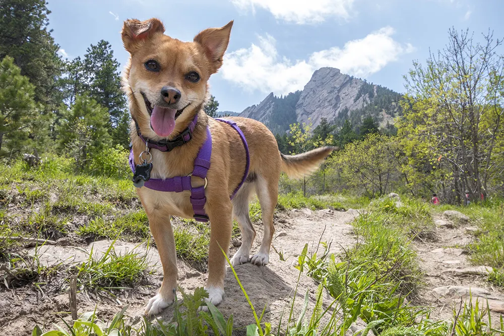 Off-leash trail etiquette for dogs