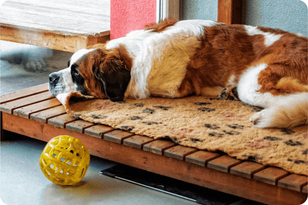 figo-breed-guide-Saint Bernard-photo-2