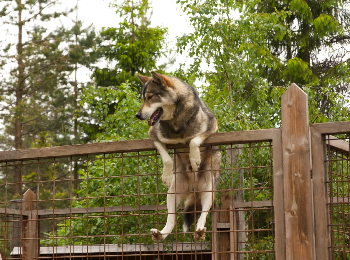 A dog climbing a fence