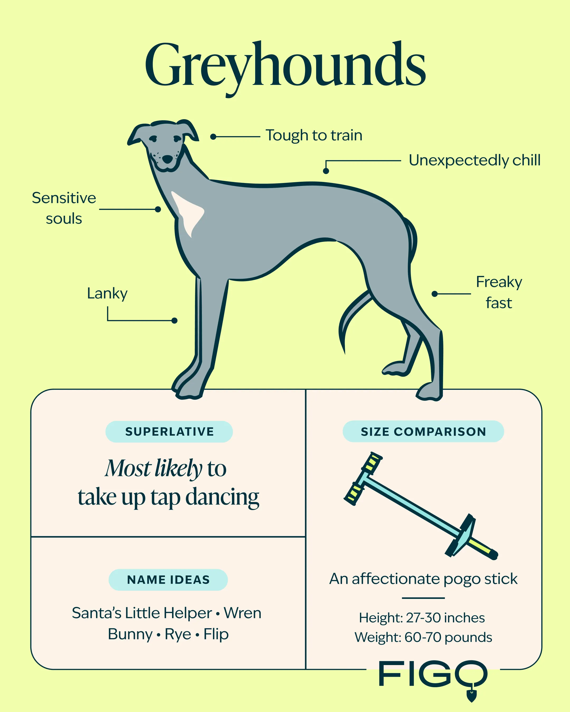 Greyhound breed guide