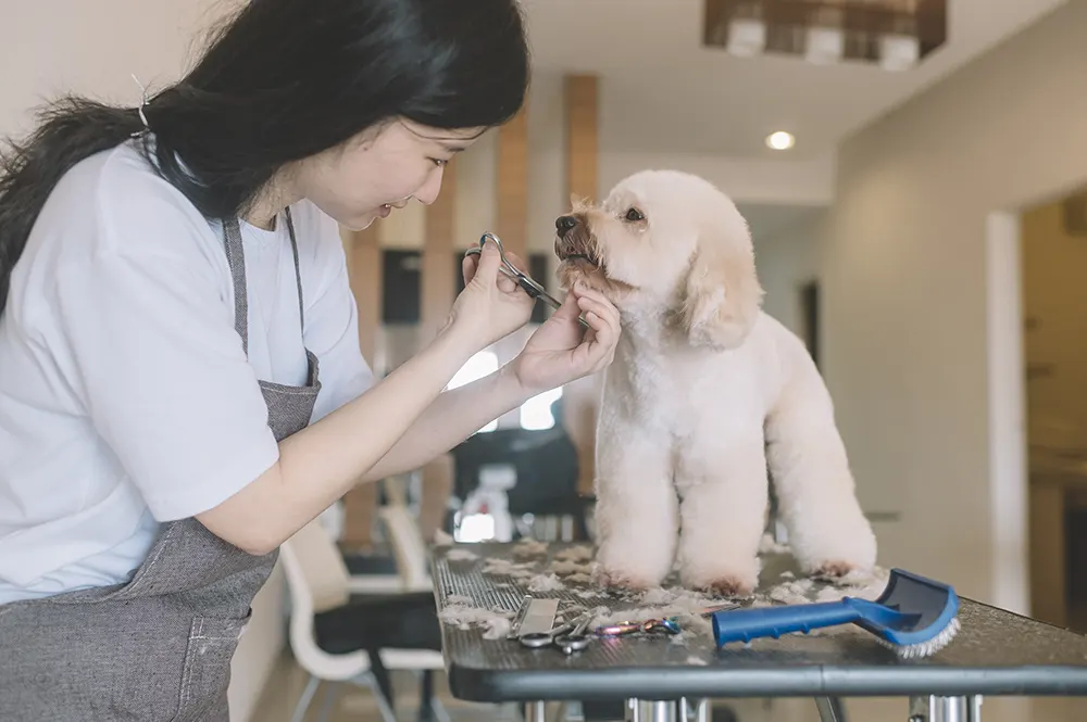 Tips for pet groomers on keeping clients happy
