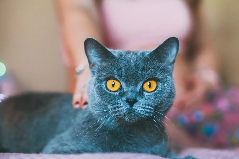 Which cat breeds are low maintenance?