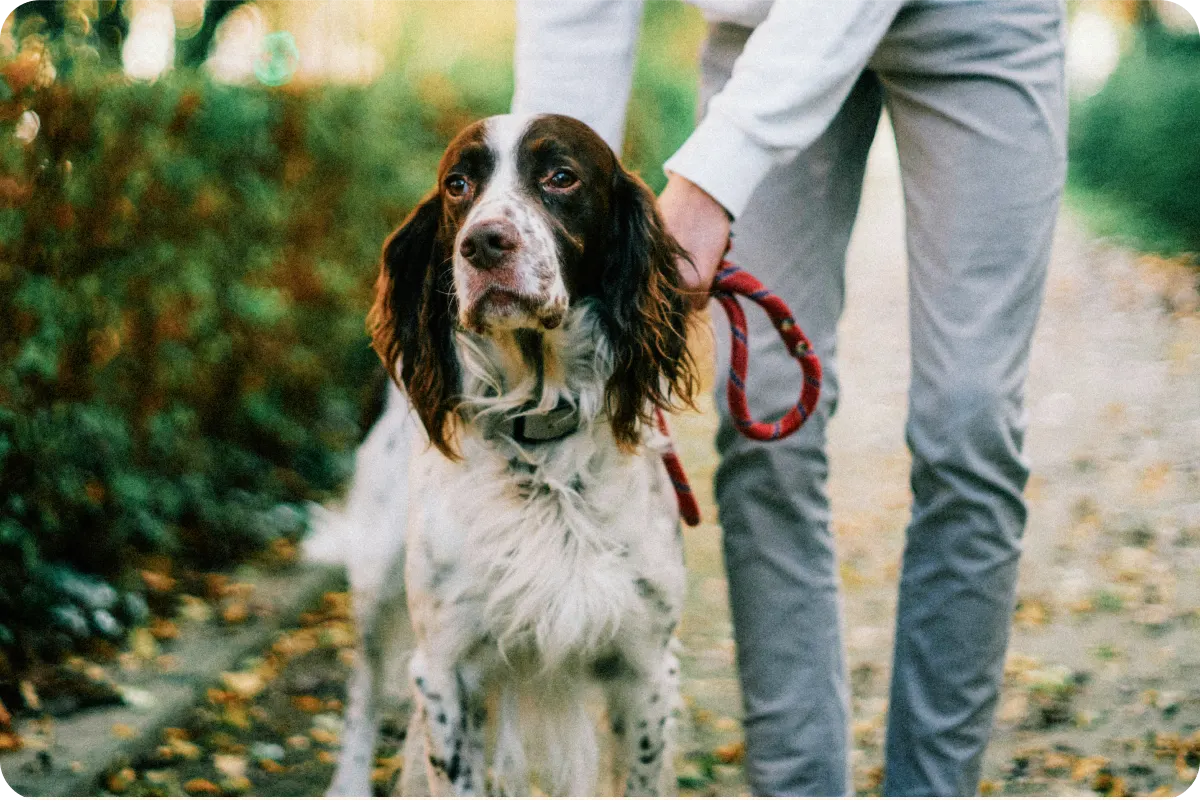 English Springer Spaniels: The Good, the Bad, the Ugly