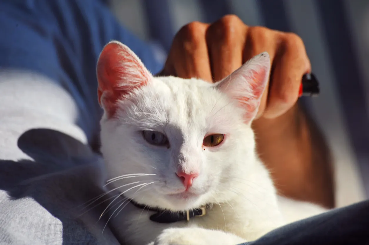 white cat in owner's arms being pet