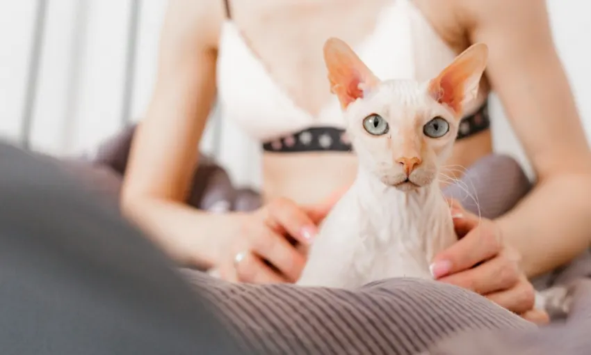 cat in owner's lap